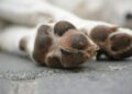 brown and white dog paw on gray concrete floor
