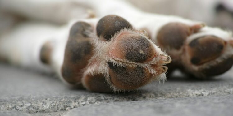 brown and white dog paw on gray concrete floor